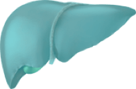 HCC Disease icon 3